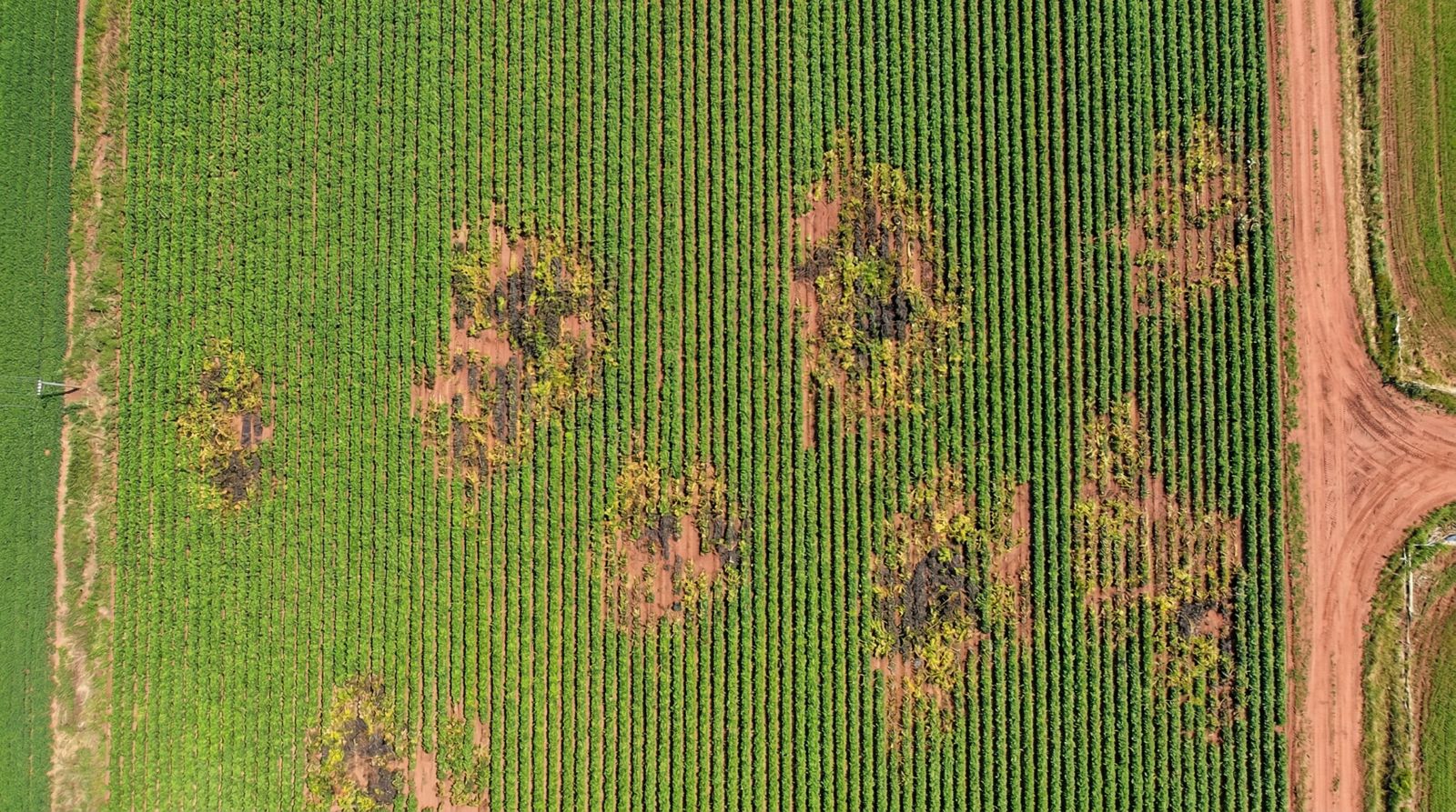 Aerial Insights
